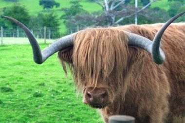 Hamish the Highland bull clipart
