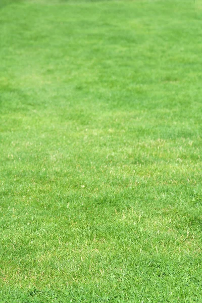 stock image Grass