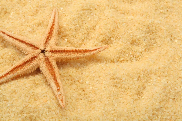 stock image Starfish and beach sand