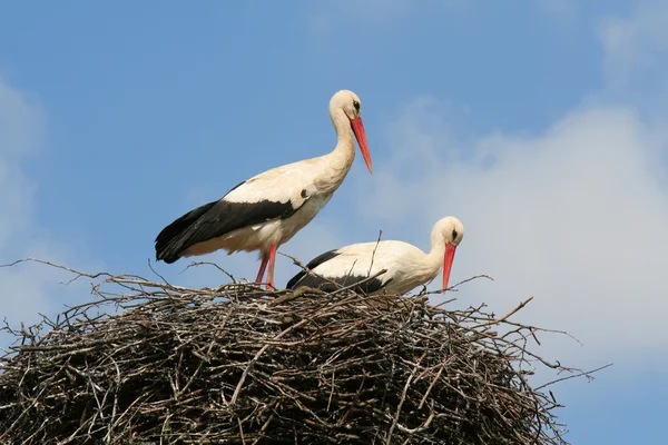 stock image Two storks in a nest
