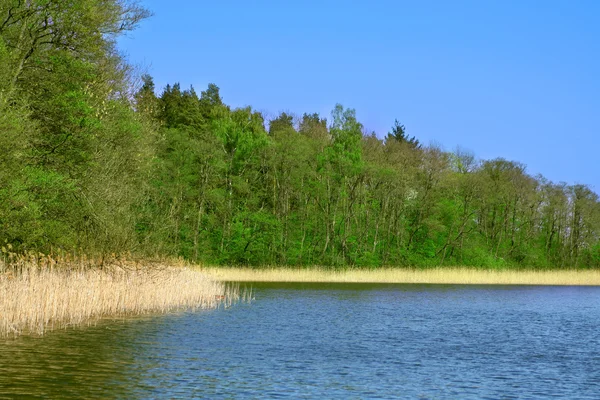 Озеро и деревья — стоковое фото