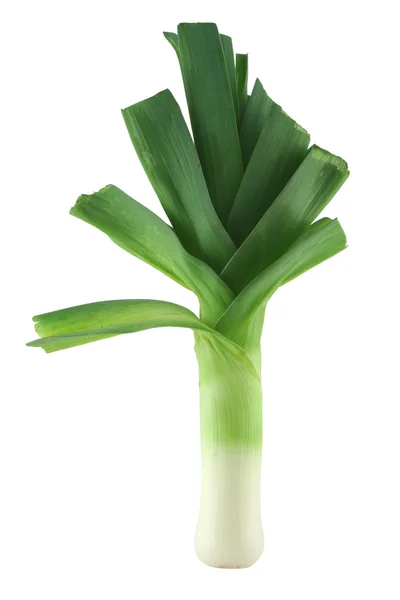 stock image Leek on white