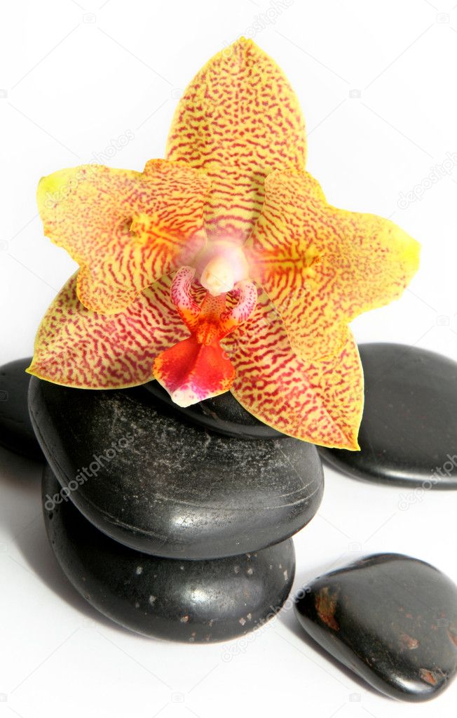 Orchidee massage duisburg