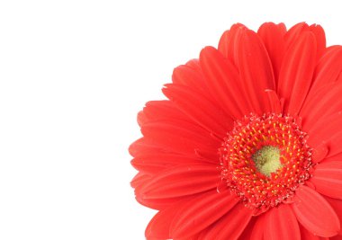 Gerbera