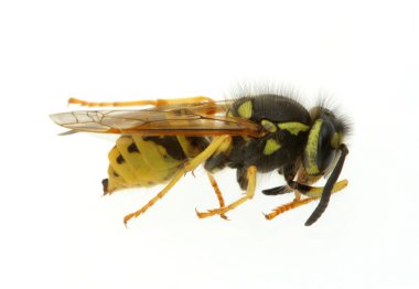 Wasp clipart