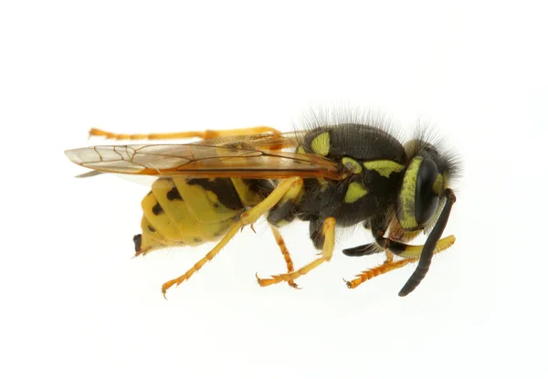 Wasp — Stock Photo, Image