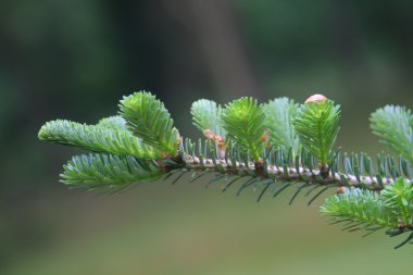 Conifer branch closeup clipart