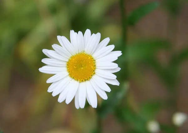 Dewy daisy — Stock Photo, Image