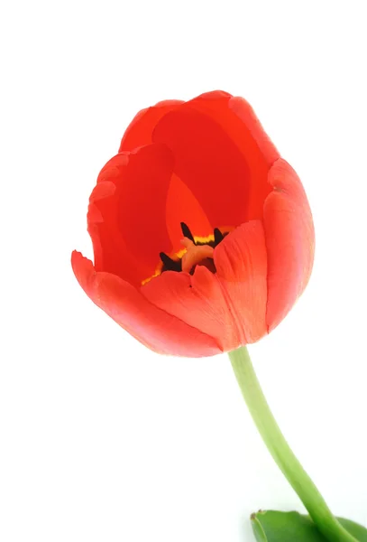 Ontwikkelde tulip op wit — Stockfoto