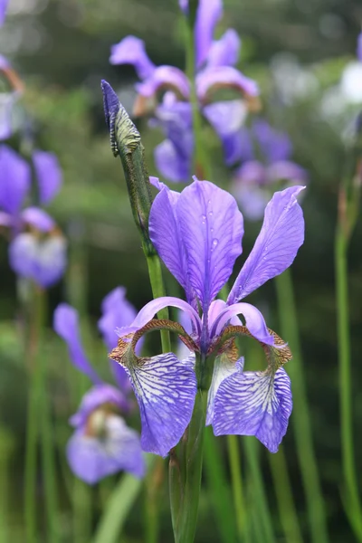 Orosený iris — Stock fotografie