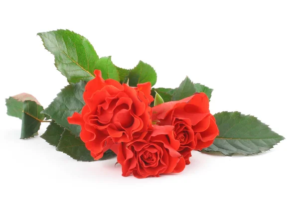 Três belas rosas em branco — Fotografia de Stock