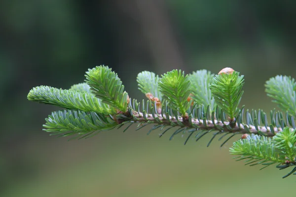 Conifer branch closeup — Stock Photo, Image