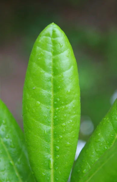 stock image Morning dew