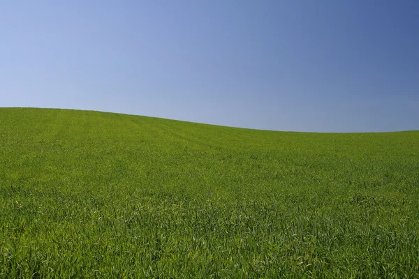 牧草地 — ストック写真