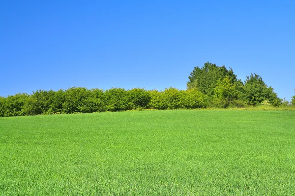 Edge of a perfect meadow — Stock Photo, Image