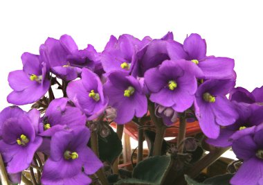 Bunch of fresh violets on white clipart