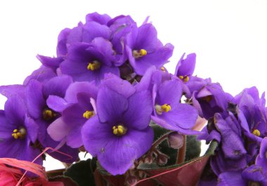 Bunch of fresh violets on white clipart