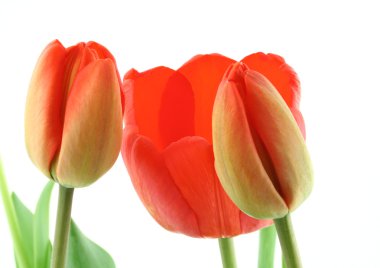 Tulips clipart