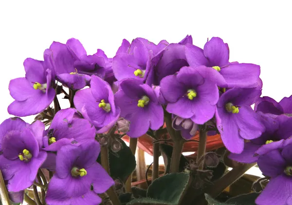Bunch of fresh violets on white — Stock Photo, Image