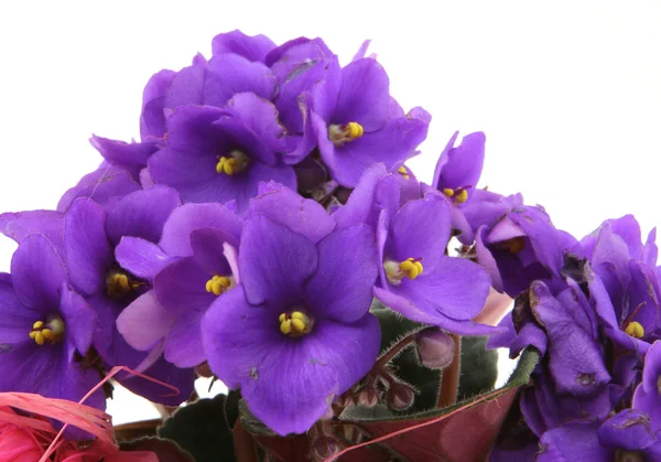 Bando de violetas frescas em branco — Fotografia de Stock