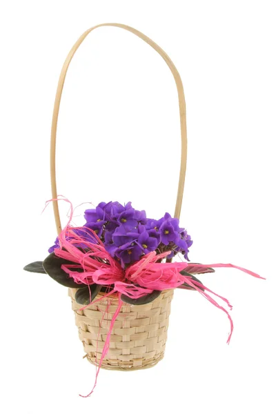 Violets in basket on white — Stock Photo, Image