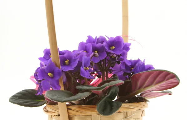 Violets in basket on white — Stock Photo, Image
