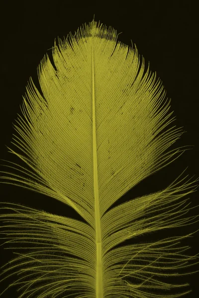 Yellow feather on black — Stock Photo, Image