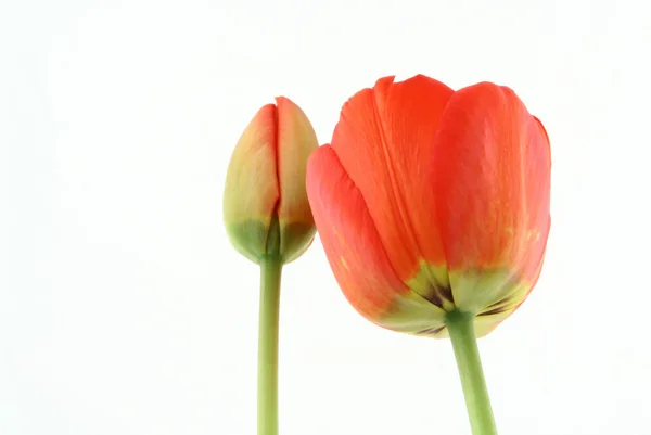 Development of a tulip — Stock Photo, Image