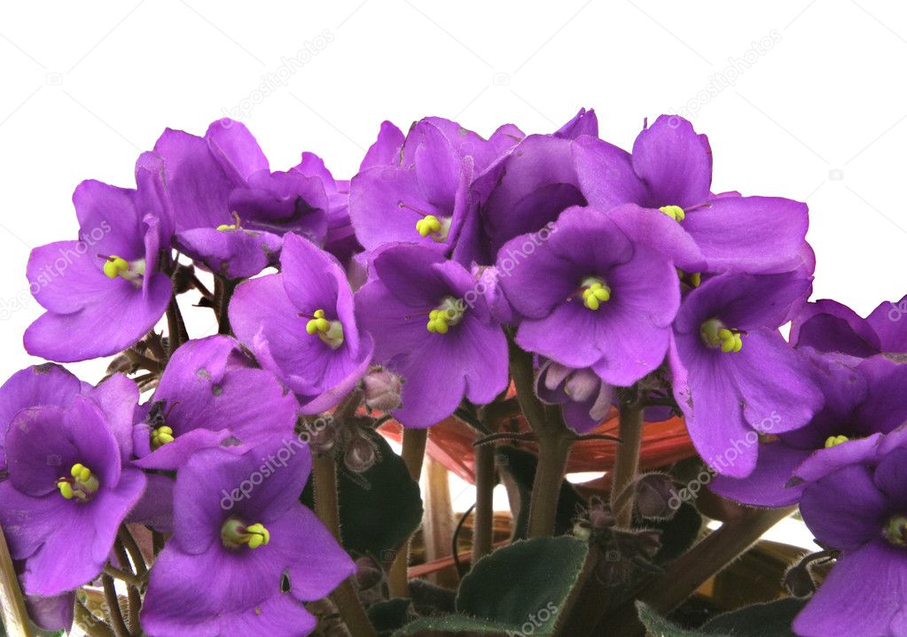 Bunch of fresh violets on white