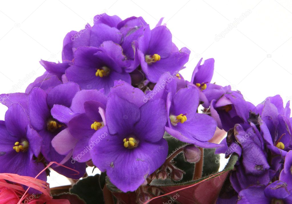 Bunch of fresh violets on white