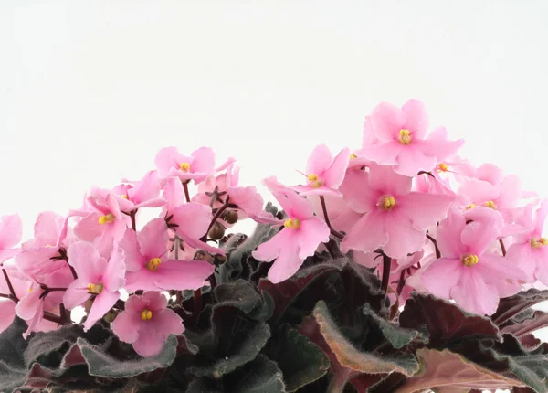 Beautiful violets — Stock Photo, Image