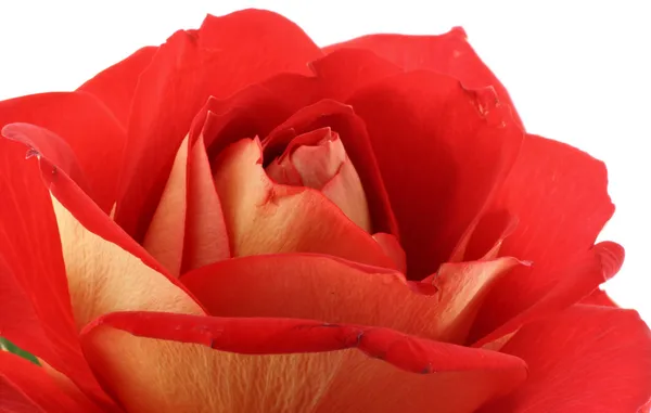 Rosa vermelha - macro real — Fotografia de Stock