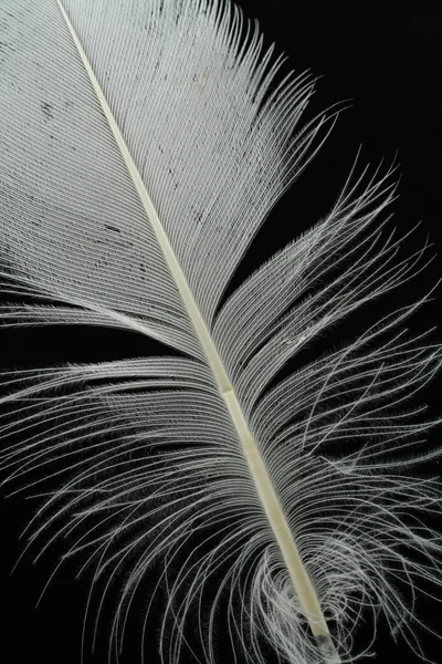 Pluma sobre negro — Foto de Stock