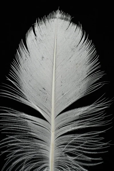 Feather on black — Stock Photo, Image