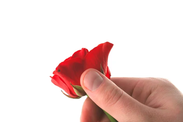 Χέρι εκμετάλλευση κόκκινο τριαντάφυλλο — Φωτογραφία Αρχείου