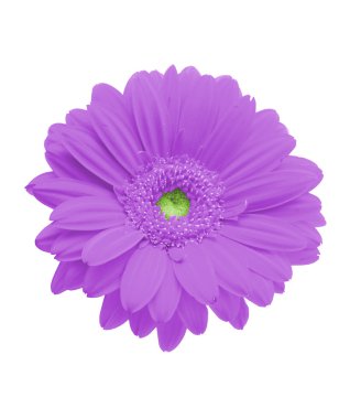 Gerbera