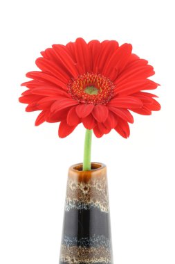 Gerbera