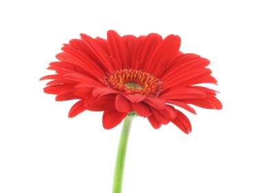 Gerbera