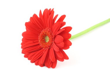 kırmızı gerbera