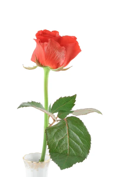 Mooie rose op whit — Stockfoto