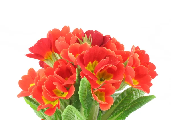 Beautiful vivid flowers — Stock Photo, Image