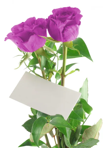 Paarse rozen met lege liefde Opmerking — Stockfoto
