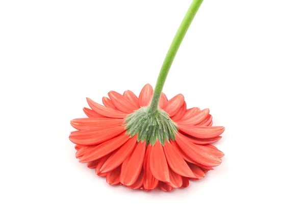 Red gerbera from a different angle — Stock Photo, Image