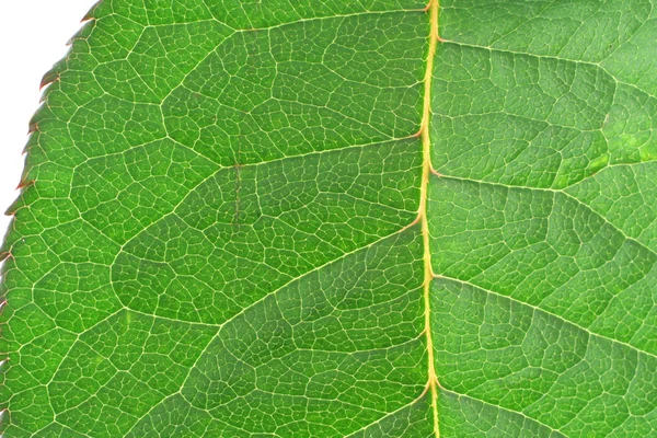 葉の詳細 — ストック写真