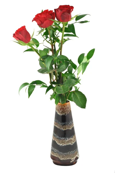 Rose in vaso - sfondo bianco puro — Foto Stock