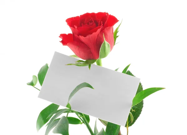 Rosa roja con nota de amor en blanco — Foto de Stock