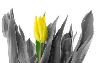 Lonely tulip clipart