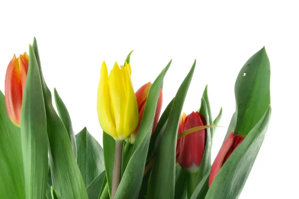 Tulips on white — Stock Photo, Image