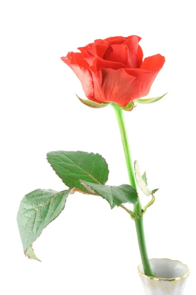 Bella rosa su bianco (in vaso ) — Foto Stock