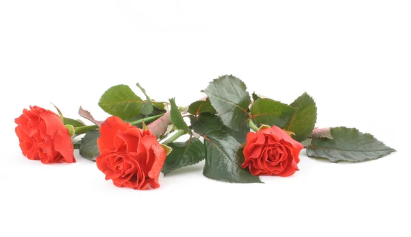 Drei schöne rote Rosen auf weißem Grund — Stockfoto
